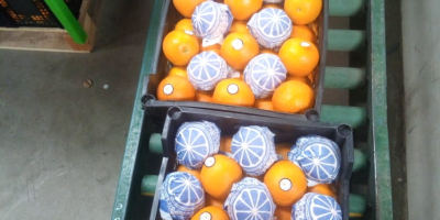 Orange Valencia: cutie - 14,5 kg, 1664 cutii, greutatea