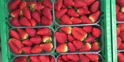 Frische Erdbeeren aus der Türkei sind versandbereit. Wir warten