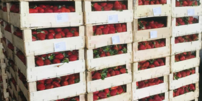 Căpșunile proaspete din curcan sunt gata pentru transport. Așteptăm