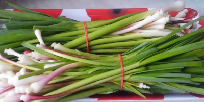 Green fresh garlic for sale. Red variety.
