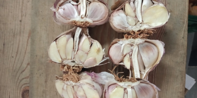I will sell industrial Spanish garlic. Garlic has rotten