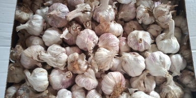 I will sell industrial Spanish garlic. Garlic has rotten