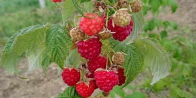 100% natural raspberries fed only with organic fertilizers. The