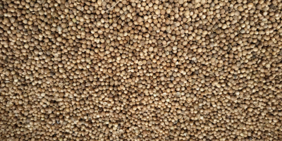 Coriander for sale, 2020 harvest, production Russia Purity 98-95%