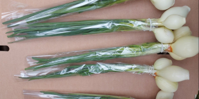 I will sell spring onions with chives, large amounts,