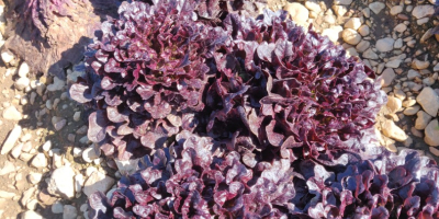 Different kinds of red lettuce, produced with the highest