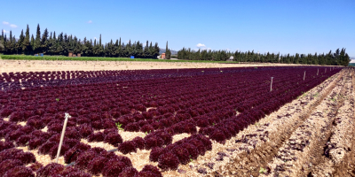 Different kinds of red lettuce, produced with the highest