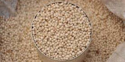 We are Exporter and leading supplier of which sorghum