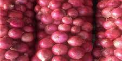 Frische Zwiebeln zum Verkauf, dies sind gut kultivierte ökologisch
