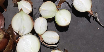 Class A yellow onion. Variety: Jellyfish Size 4-7cm, 7-9