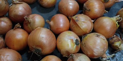 Class A yellow onion. Variety: Jellyfish Size 4-7cm, 7-9