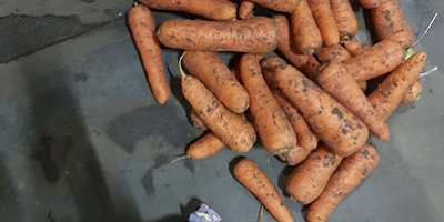 Carrots CARROT TYPE: NANSKY 1st class thickness 3-5 cm,