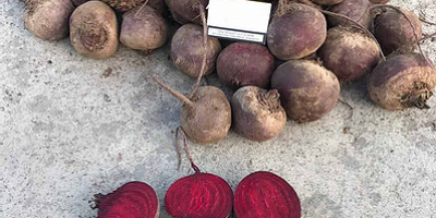 Class A beetroot. Pablo variety. Diameter: from 60 mm