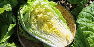 Chinese cabbage Head weight: 0.5 kg to 3.0 kg