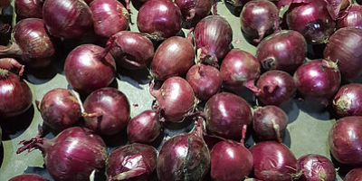 Class A red onion. Variety: Mars, Pink Long. Size