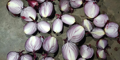 Class A red onion. Variety: Mars, Pink Long. Size