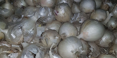 Class A white onion Variety: Sterling Size 5-9 cm