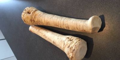 Horseradish comes from Hungarian producers from Hajdúság. First class!