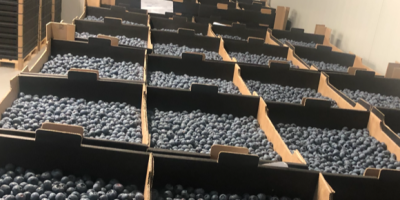 Up to 300 tones of blueberries available in the