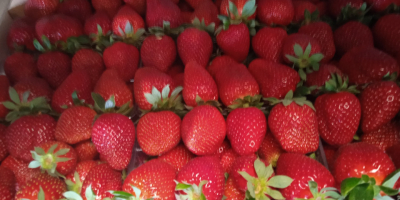 Victory strawberries, large, sweet, 5 kg box. We deliver