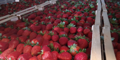 Victory strawberries, large, sweet, 5 kg box. We deliver