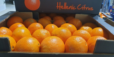 Valencia oranges, fresh, pick from the garden to order,