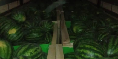 I will sell watermelons in bulk, the price includes