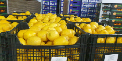 Frische Zitronen, Griechenland, werden wir liefern oder abholen. +306972855808
