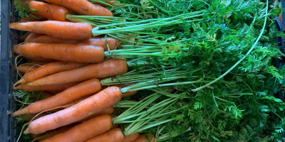 Young, tasty carrots, package 10kg € 0.35, large €
