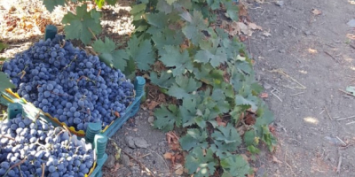 Wir verkaufen unsere hochwertigen Weintrauben aus der Türkei. Je