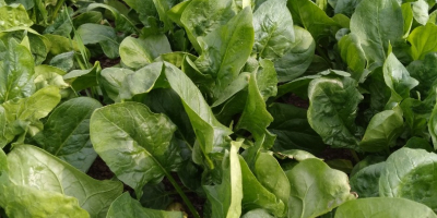 We sell fresh spinach directly from the producer.