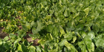 We sell fresh spinach directly from the producer.