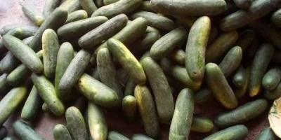 Wir verkaufen frisches Cucumba zu einem sehr erschwinglichen Preis