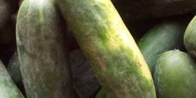 Wir verkaufen frisches Cucumba zu einem sehr erschwinglichen Preis
