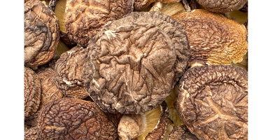 bulk natural fresh whole meaty air-dried mushroom export price