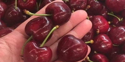 Large cherries are sold in boxes of 2 kg