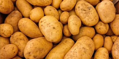 Essbare Kartoffeln zu verkaufen - Sternensorte. Eine große Anzahl