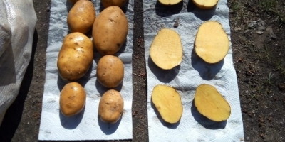 Guten Tag. Wir bieten Frühkartoffeln, Lieferung aus dem Iran