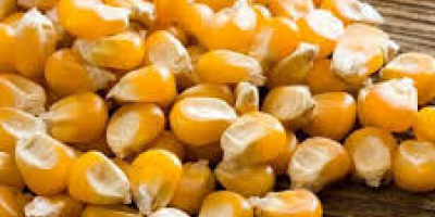 Sauberer gelber Mais zum Verkauf zu einem moderaten Preis.