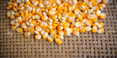Sauberer gelber Mais zum Verkauf zu einem moderaten Preis.