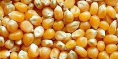 Gelber und weißer Mais zum Verkauf zu einem sehr
