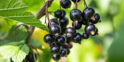 Hello In the offer I have black currants from