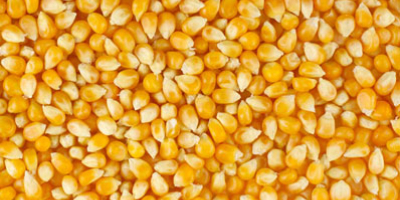 Reiner gelber Mais zum Verkauf zu einem moderaten Preis.
