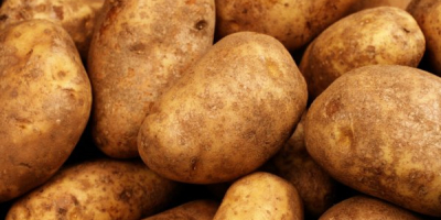 Wir haben hochwertige (rostige) Kartoffeln zum Verzehr. Wir haben