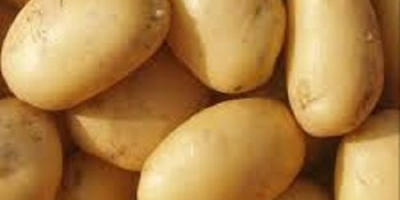 We are having high quality potatoes (russet) for consumption.