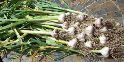 Product Garlic Varitey Normal white garlic / Red garlic