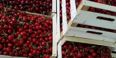 We offer the best prices for cherries at any