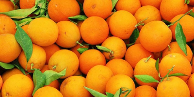 Produkt Frischer Nabel Orange Herkunft Türkei Temperatur im Behälter