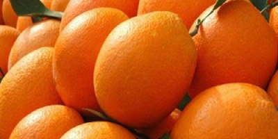 Produkt Frischer Nabel Orange Herkunft Türkei Temperatur im Behälter