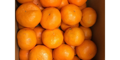 Продукт Свеж пъп Оранжев произход Турция Температура в контейнера